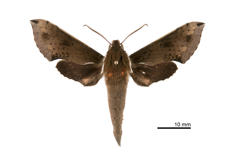 Rhagastis mongoliana Male